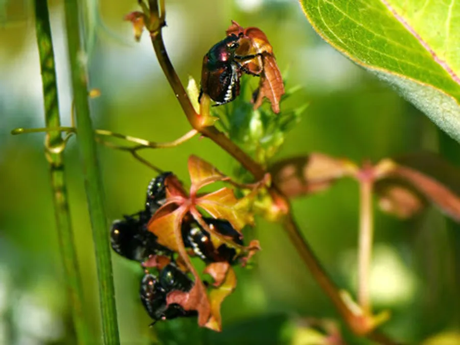Japanese Beetle, photographed at or near Green Ridge State Forest