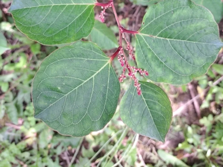 Japanese Knotweed, photographed at or near Green Ridge State Forest