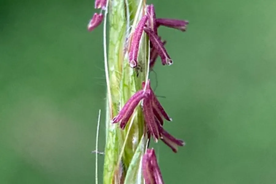 Japanese Stiltgrass, photographed at or near Green Ridge State Forest