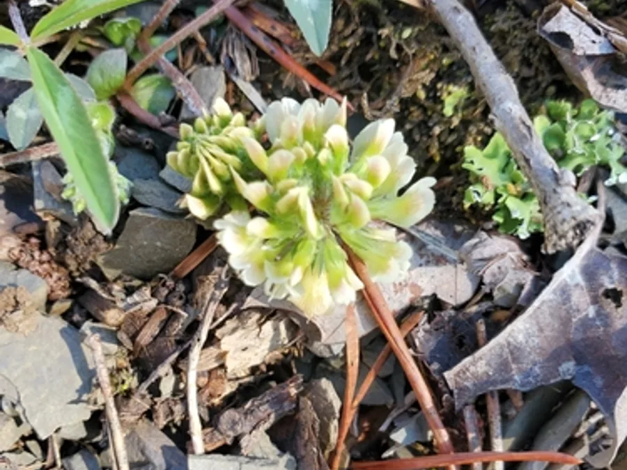 Kate's Mountain Clover, photographed at or near Green Ridge State Forest