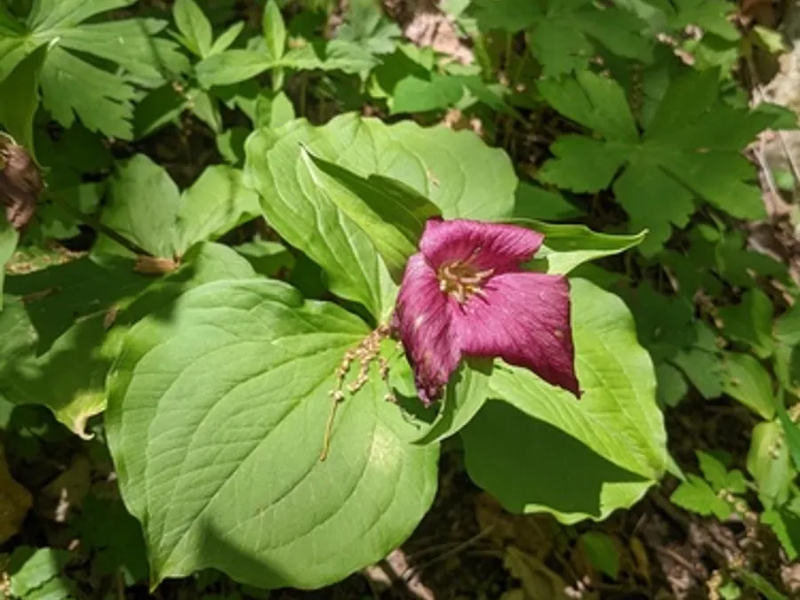 Large-flowered Trillium, photographed at or near Green Ridge State Forest