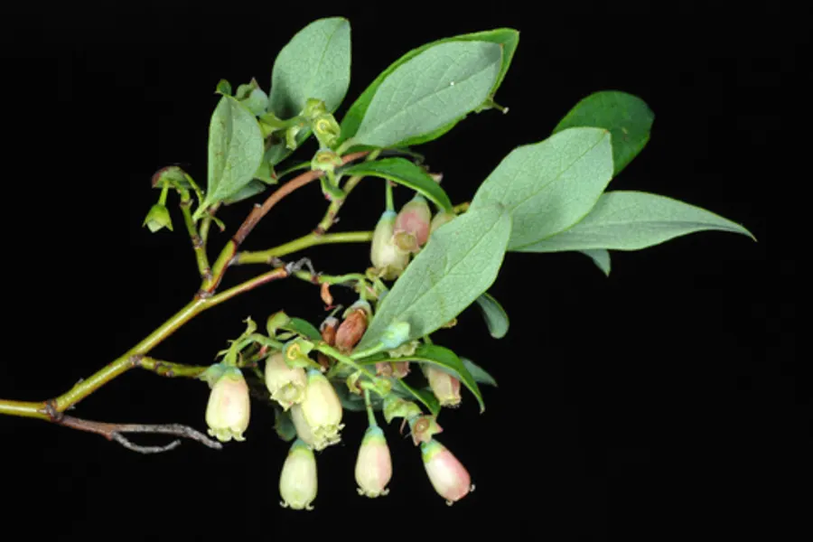 Lowbush Blueberry, photographed at or near Green Ridge State Forest