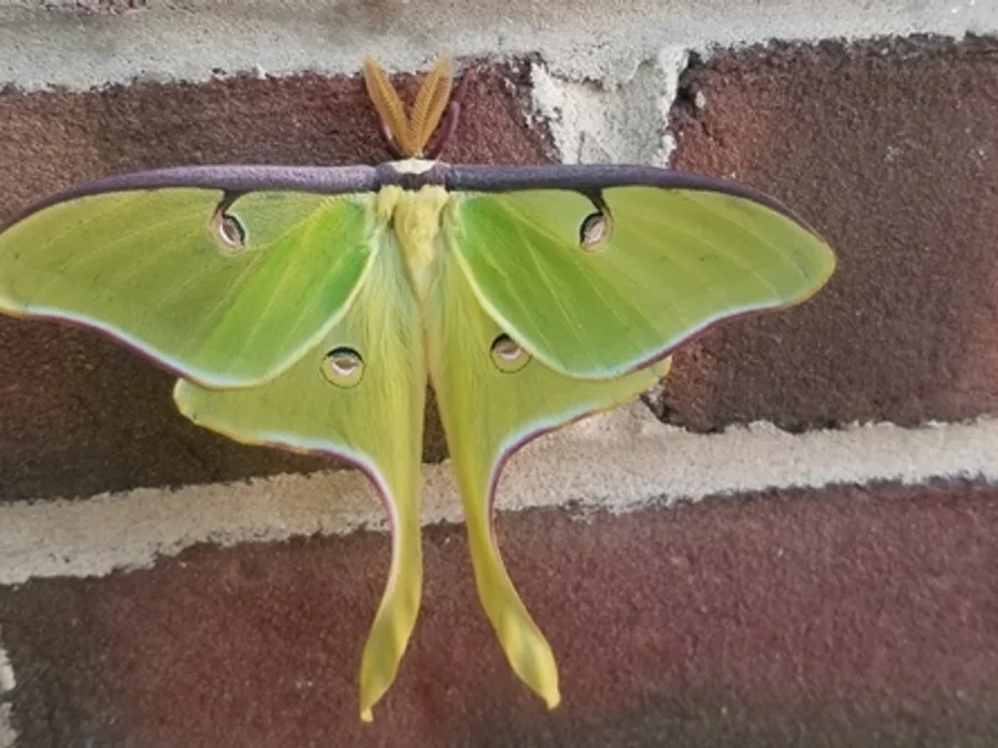 Luna Moth, photographed at or near Green Ridge State Forest