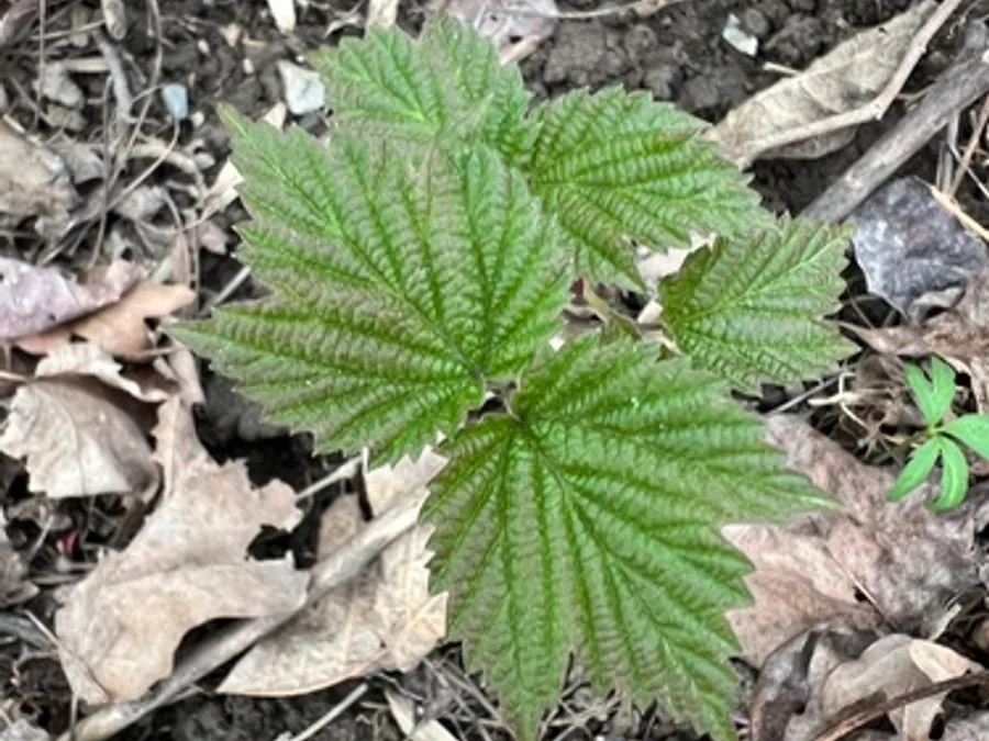 Maple-leaf Viburnum, photographed at or near Green Ridge State Forest