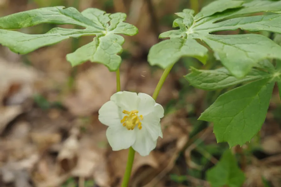 Mayapple, photographed at or near Green Ridge State Forest
