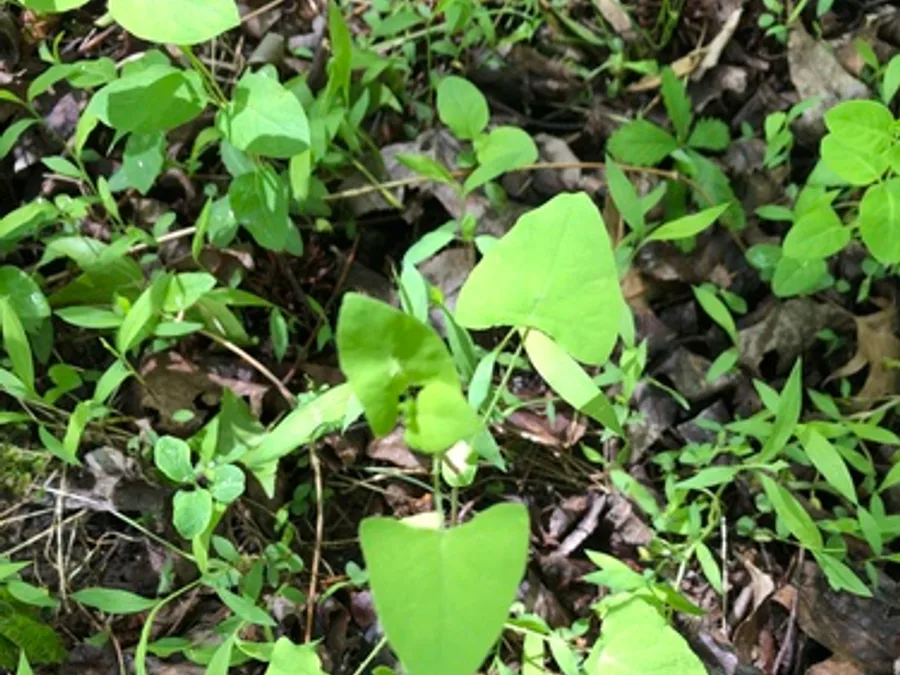 Mile-a-Minute Vine, photographed at or near Green Ridge State Forest