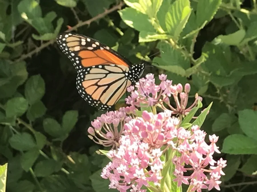Monarch Butterfly, photographed at or near Green Ridge State Forest