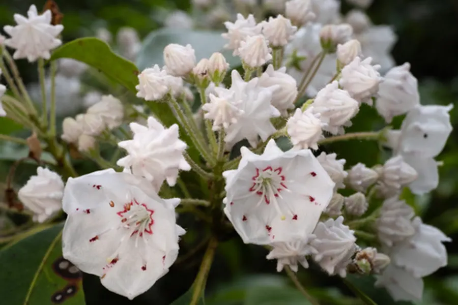 Mountain Laurel, photographed at or near Green Ridge State Forest