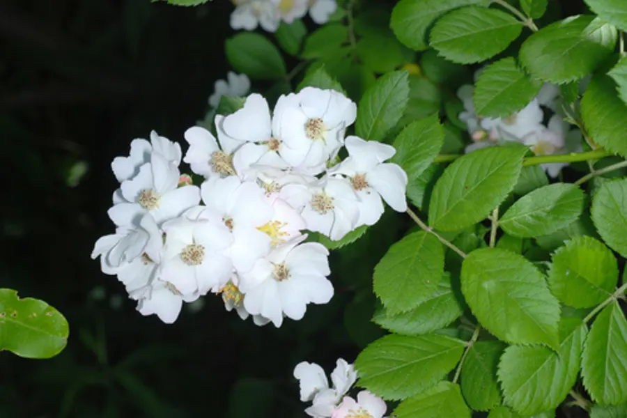 Multiflora Rose, photographed at or near Green Ridge State Forest