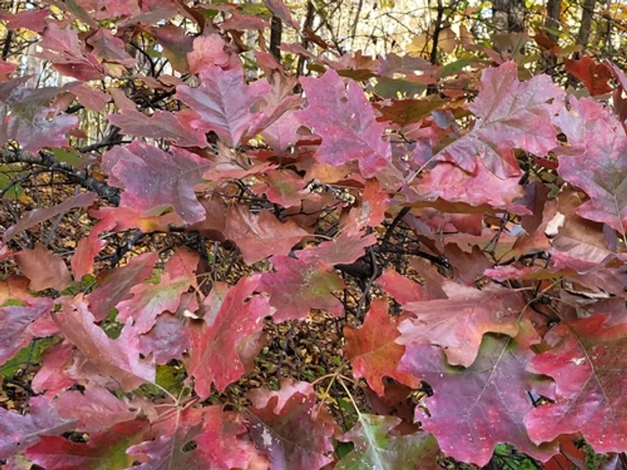 Northern Red Oak, photographed at or near Green Ridge State Forest