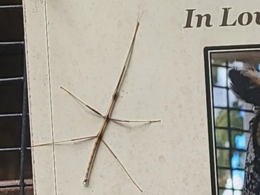 Northern Walking Stick, photographed at or near Green Ridge State Forest
