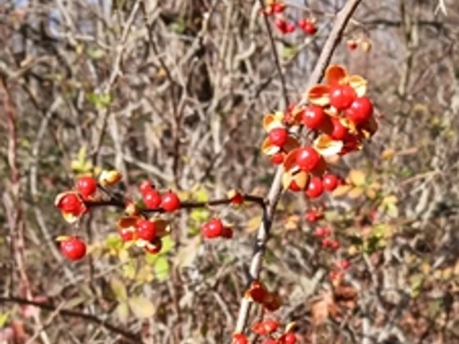Oriental Bittersweet, photographed at or near Green Ridge State Forest