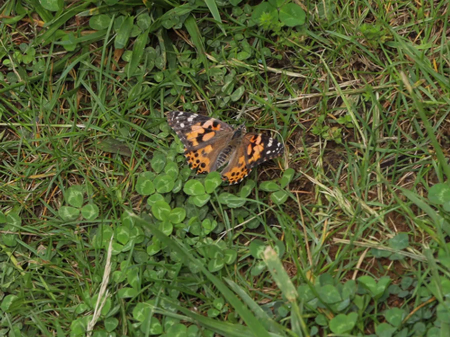 Painted Lady, photographed at or near Green Ridge State Forest