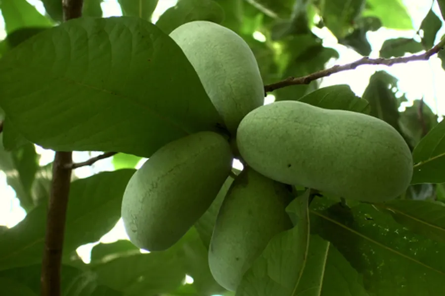 Pawpaw, photographed at or near Green Ridge State Forest