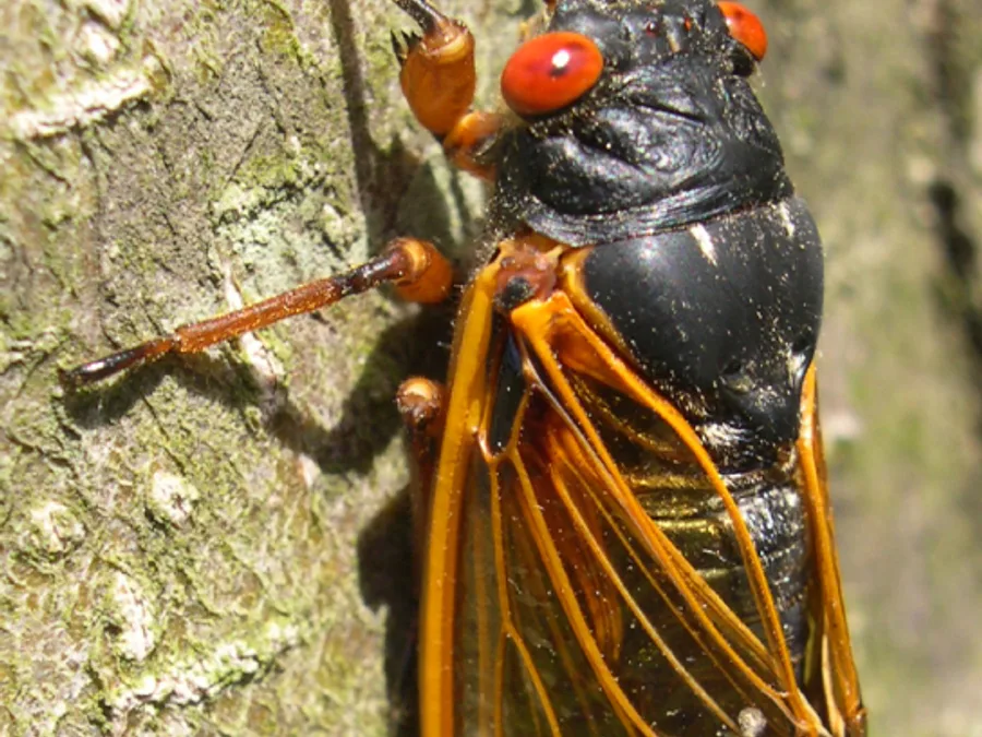 Periodical Cicada, photographed at or near Green Ridge State Forest
