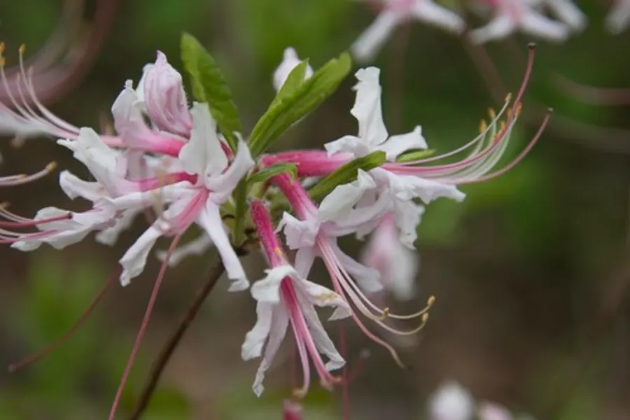 Pinxter Azalea, photographed at or near Green Ridge State Forest