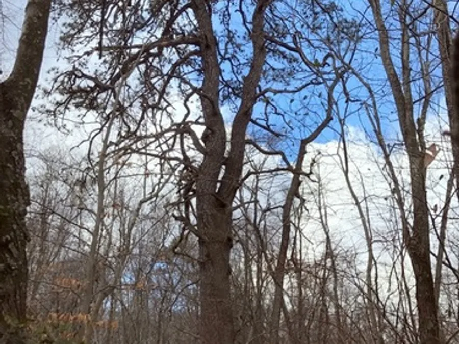 Pitch Pine, photographed at or near Green Ridge State Forest