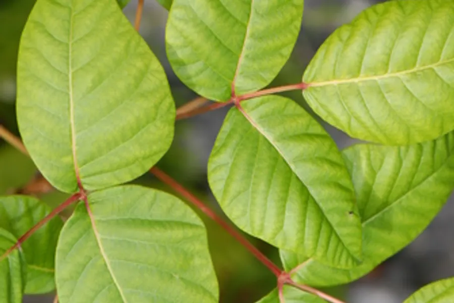 Poison Ivy, photographed at or near Green Ridge State Forest