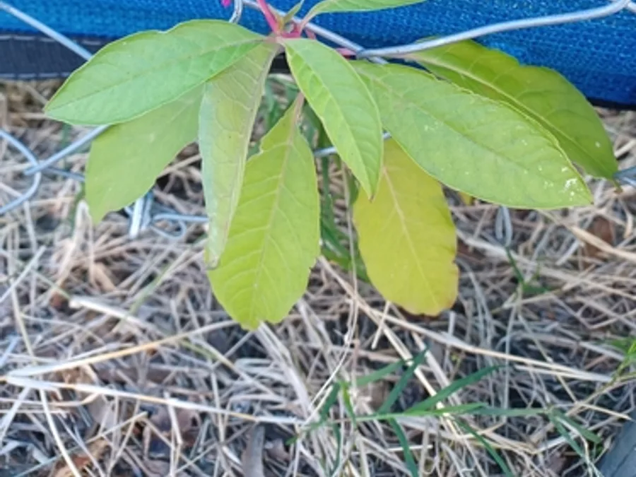 Pokeweed, photographed at or near Green Ridge State Forest