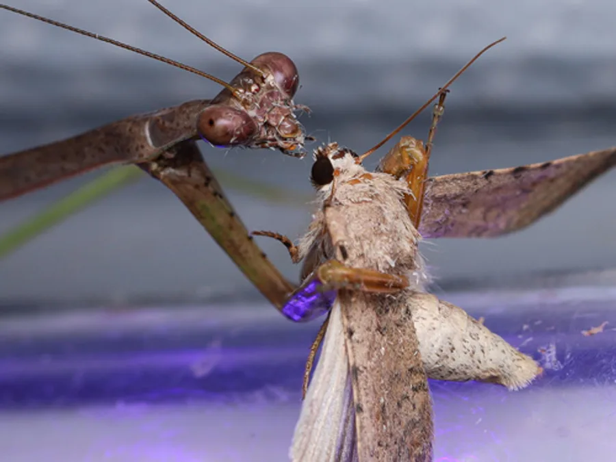 Praying Mantis (Carolina), photographed at or near Green Ridge State Forest
