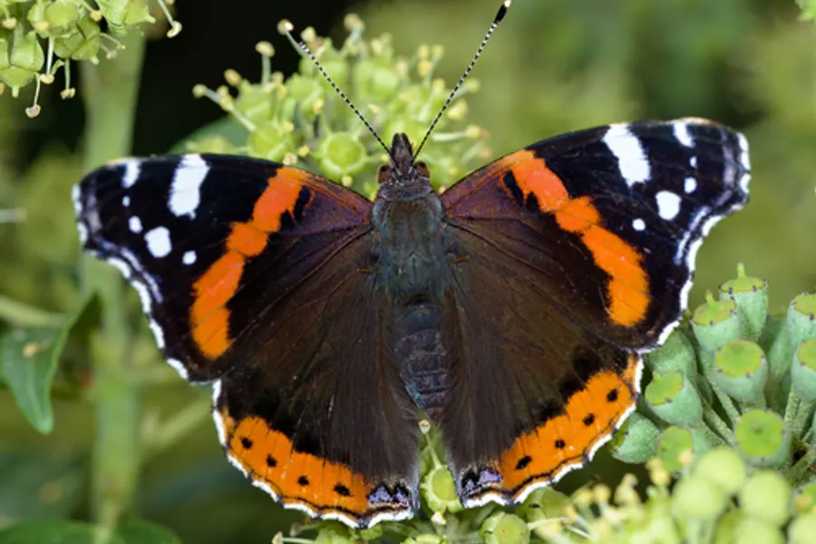 Red Admiral, photographed at or near Green Ridge State Forest