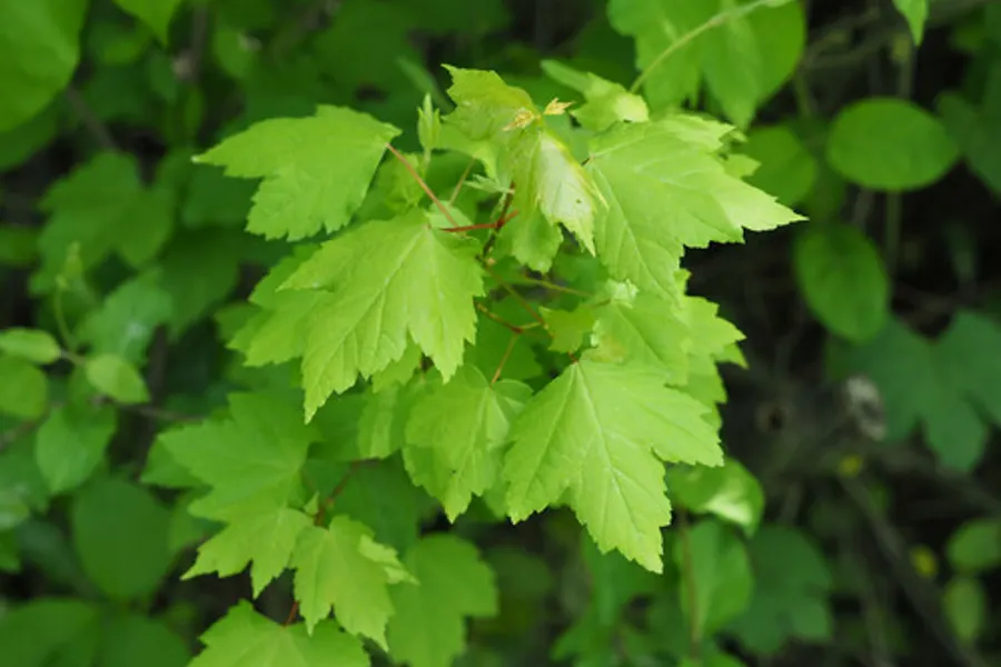 Red Maple, photographed at or near Green Ridge State Forest
