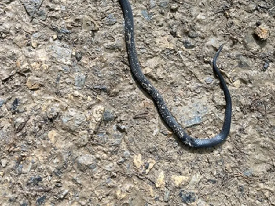 Ring-necked Snake, photographed at or near Green Ridge State Forest