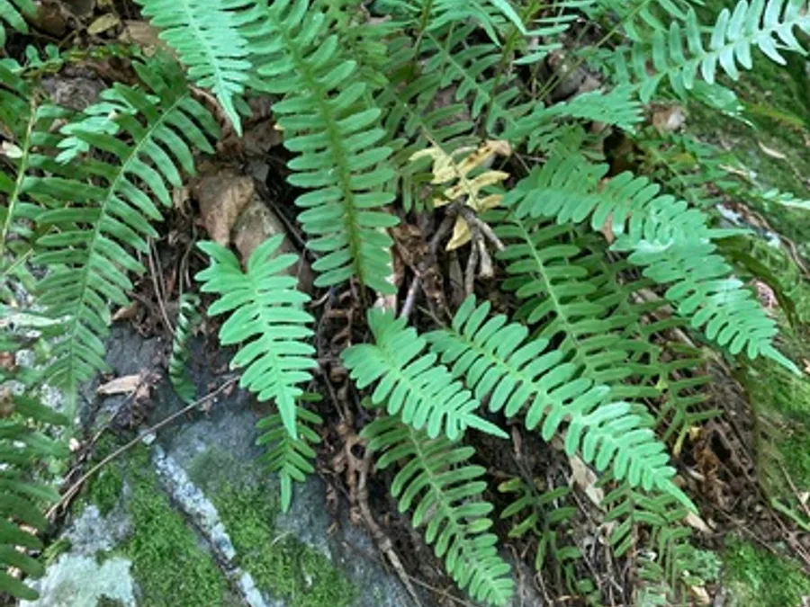 Rock Polypody, photographed at or near Green Ridge State Forest
