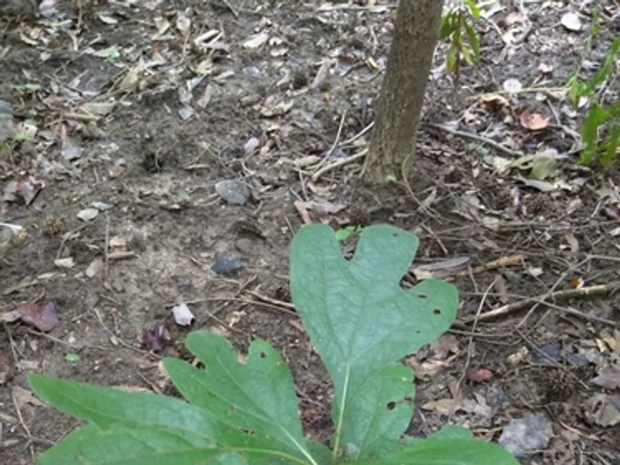 Sassafras, photographed at or near Green Ridge State Forest
