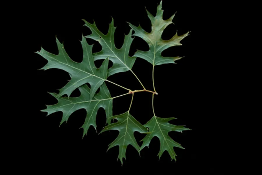 Scarlet Oak, photographed at or near Green Ridge State Forest