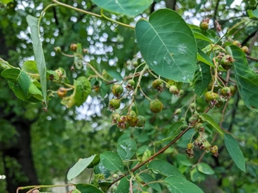 Serviceberry / Shadbush, photographed at or near Green Ridge State Forest