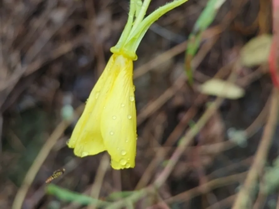 Shale-barren Evening Primrose, photographed at or near Green Ridge State Forest