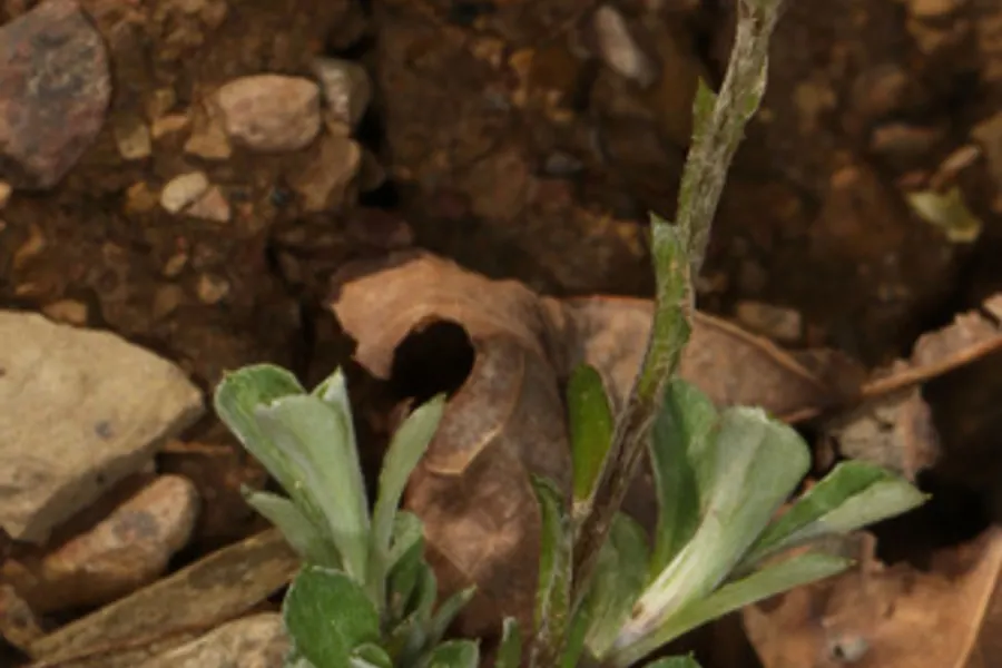 Shale-barren Pussytoes, photographed at or near Green Ridge State Forest