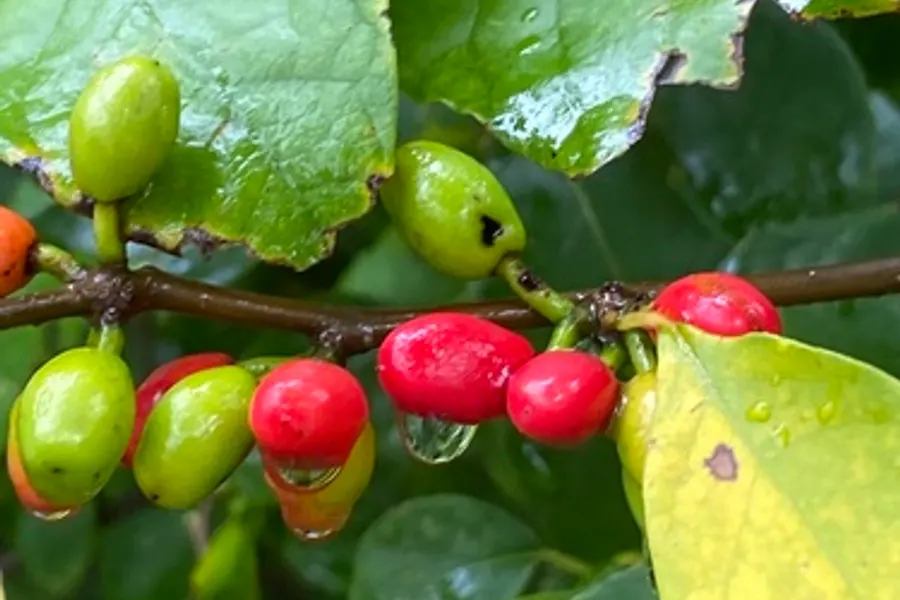 Spicebush, photographed at or near Green Ridge State Forest