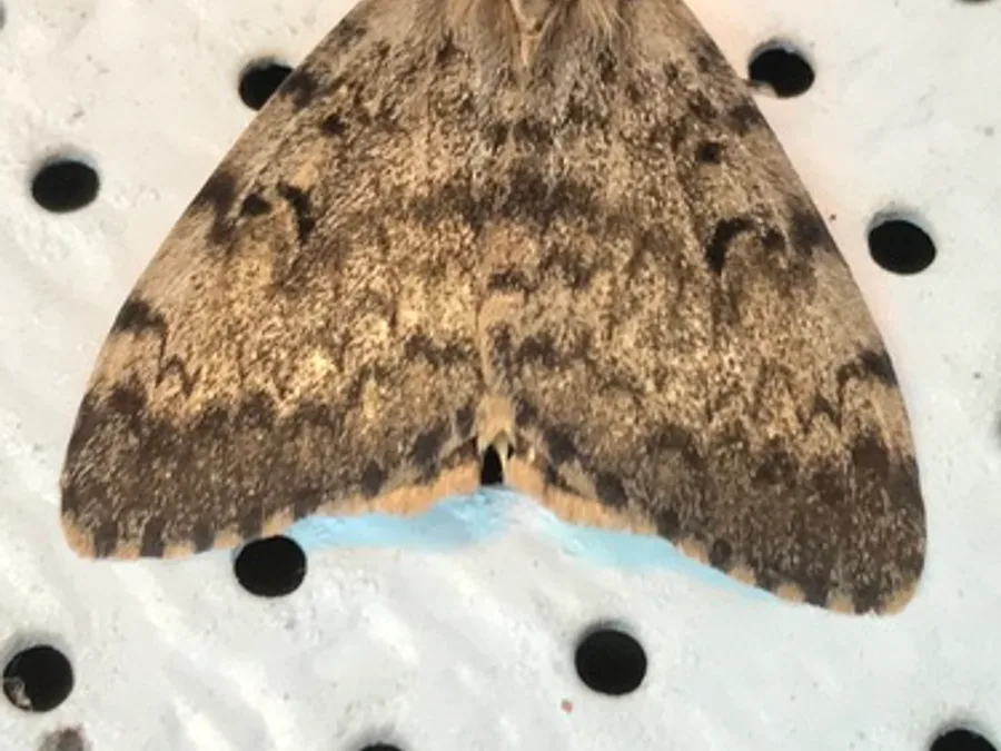 Spongy Moth (Gypsy Moth), photographed at or near Green Ridge State Forest