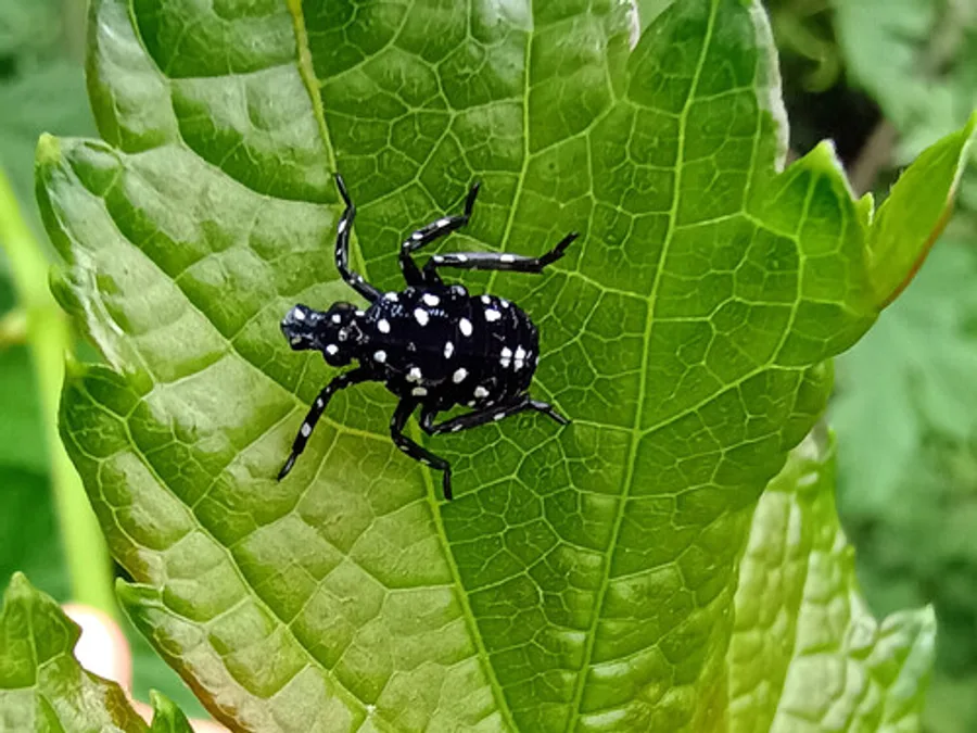 Spotted Lanternfly, photographed at or near Green Ridge State Forest