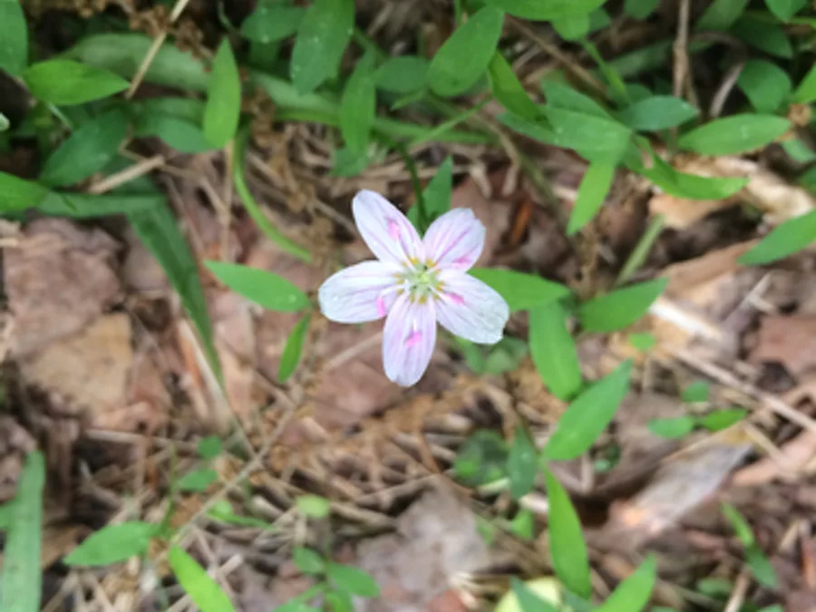 Spring Beauty, photographed at or near Green Ridge State Forest