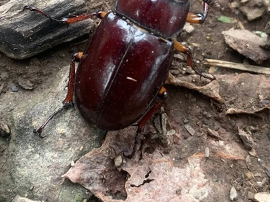 Stag Beetle, photographed at or near Green Ridge State Forest