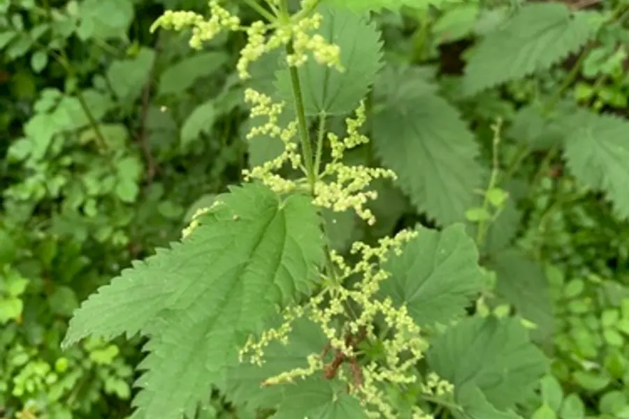 Stinging Nettle, photographed at or near Green Ridge State Forest