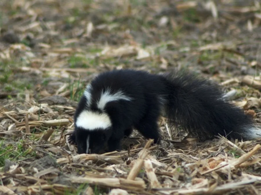 Striped Skunk, photographed at or near Green Ridge State Forest