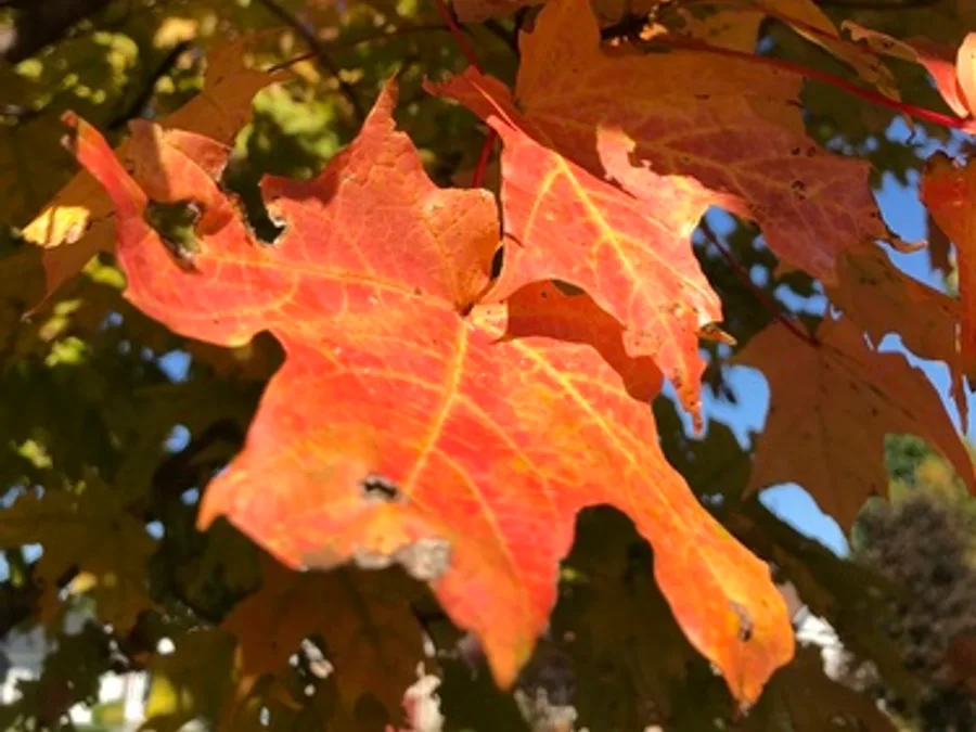 Sugar Maple, photographed at or near Green Ridge State Forest
