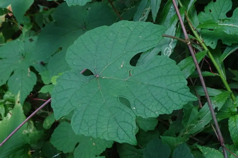 Summer Grape, photographed at or near Green Ridge State Forest