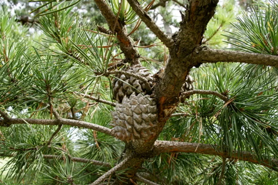 Table Mountain Pine, photographed at or near Green Ridge State Forest