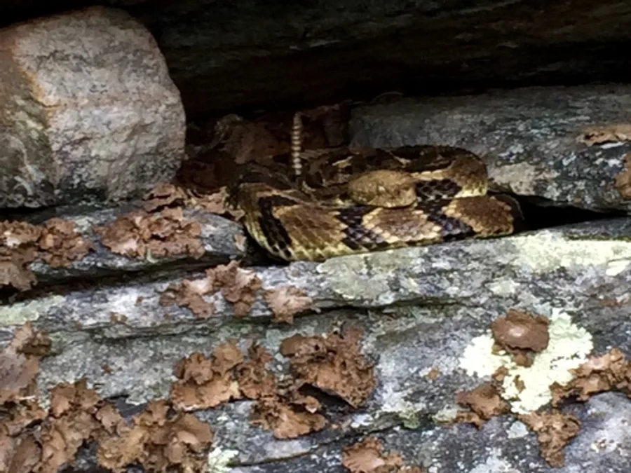 Timber Rattlesnake, photographed at or near Green Ridge State Forest