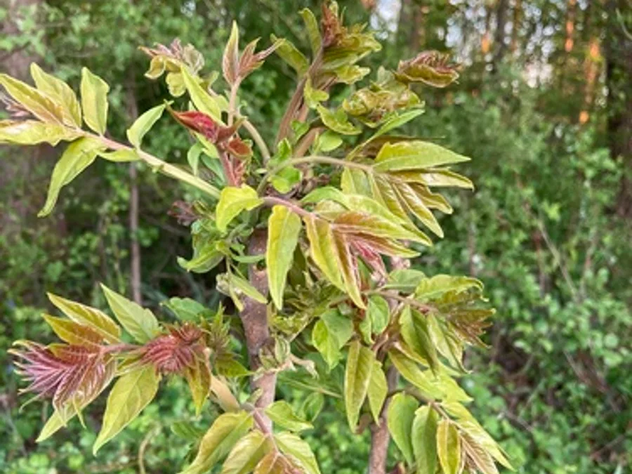 Tree of Heaven, photographed at or near Green Ridge State Forest