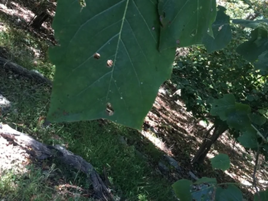 Tulip Tree / Yellow Poplar, photographed at or near Green Ridge State Forest