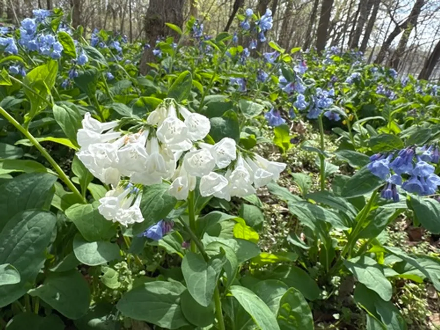 Virginia Bluebells, photographed at or near Green Ridge State Forest