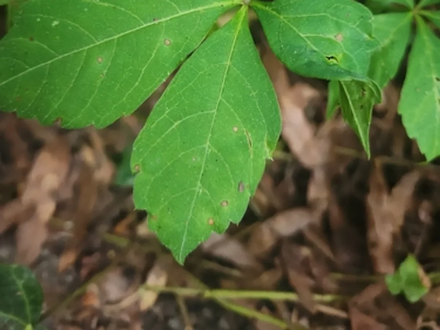 Virginia Creeper, photographed at or near Green Ridge State Forest