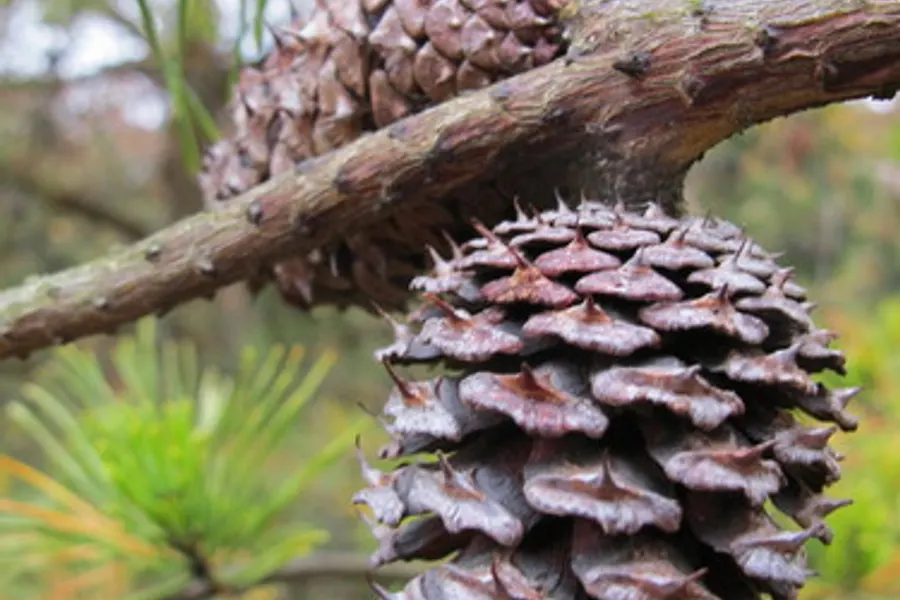Virginia Pine, photographed at or near Green Ridge State Forest