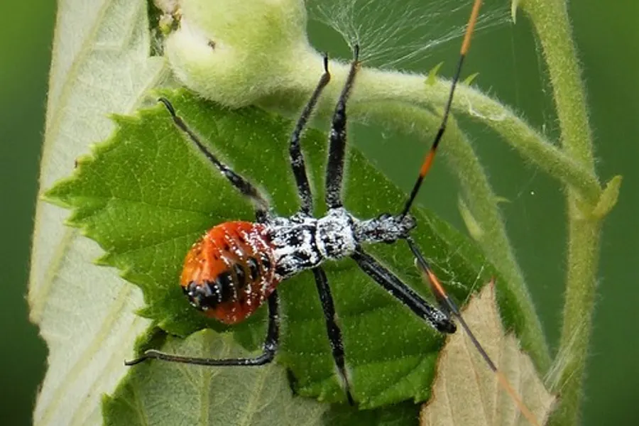 Wheel Bug, photographed at or near Green Ridge State Forest